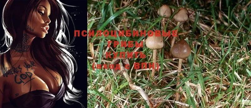 Псилоцибиновые грибы MAGIC MUSHROOMS  это как зайти  Инза 